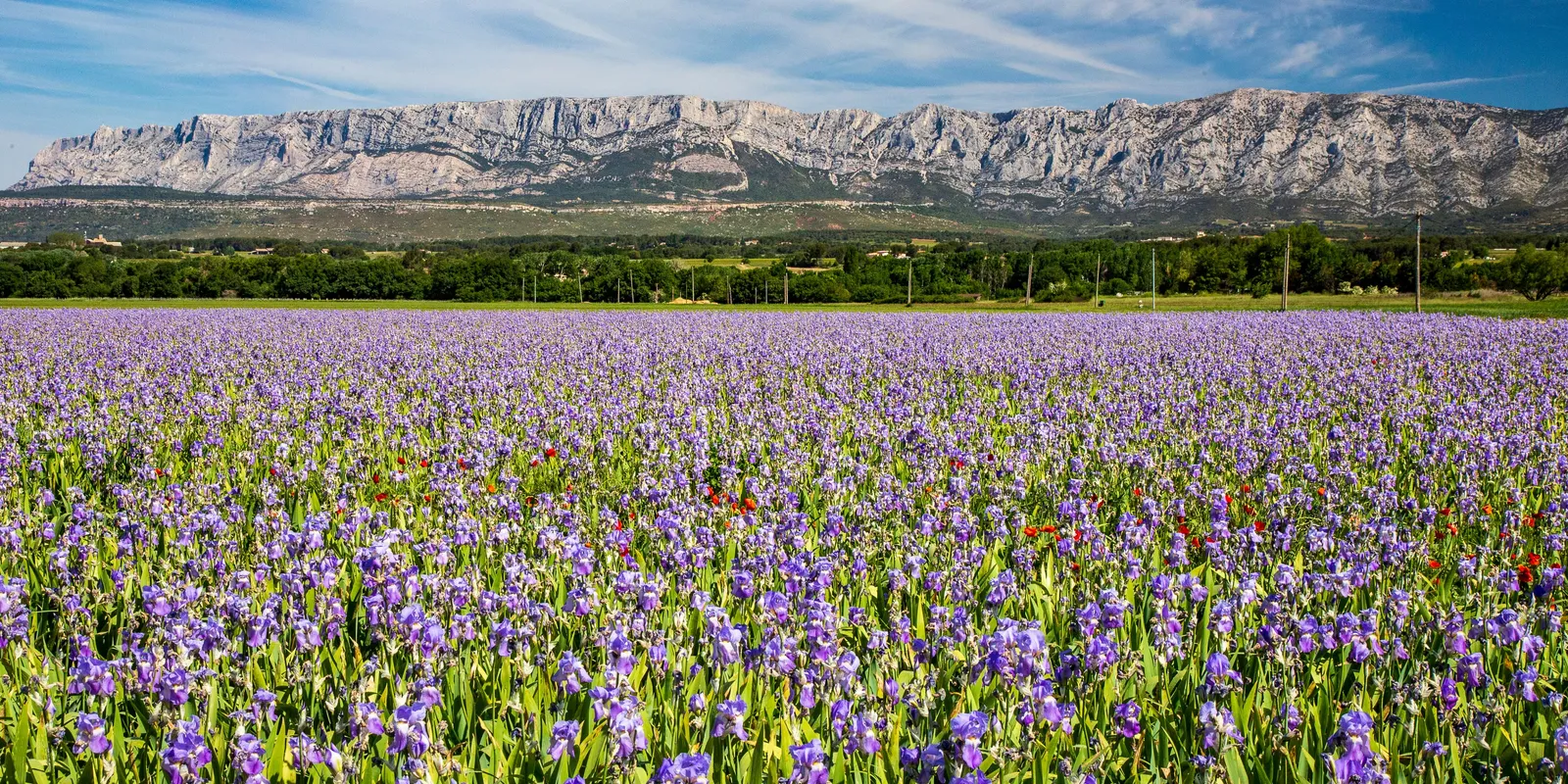 Um campo de íris diante da montanha Sainte-Victoire, perto de Aix-en-Provence
