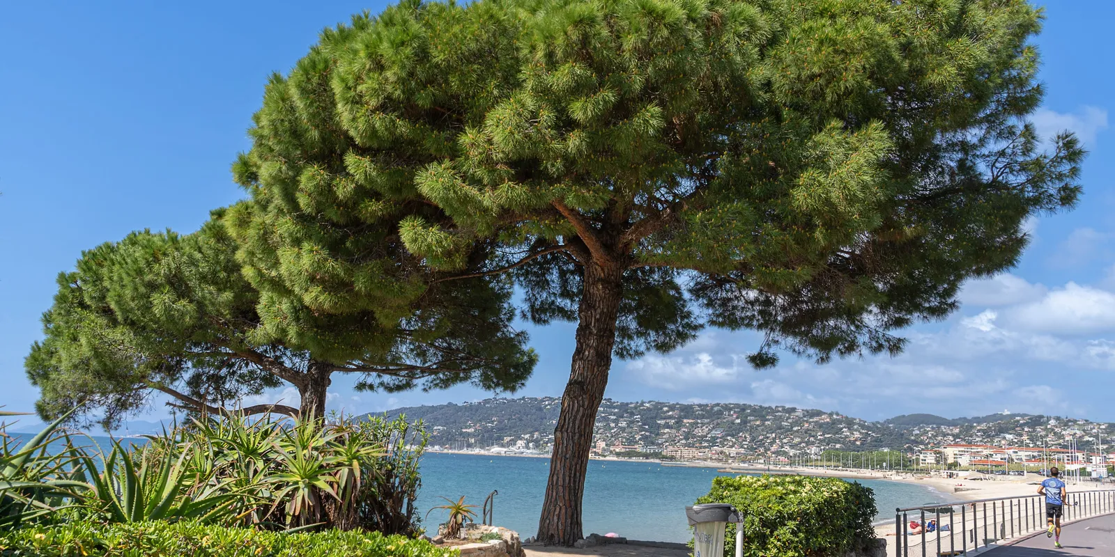 An umbrella pine by the seafront promenade, the sea below