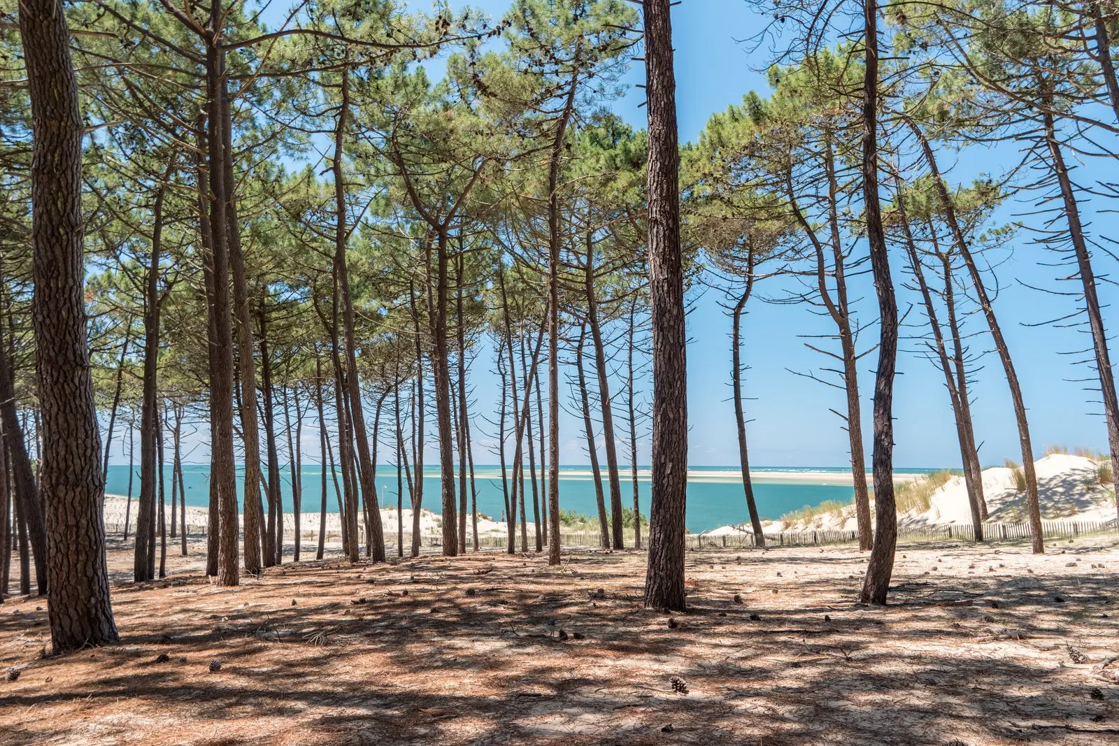 La forêt de pins au bord du bassin d’Arcachon et le banc de sable en face
