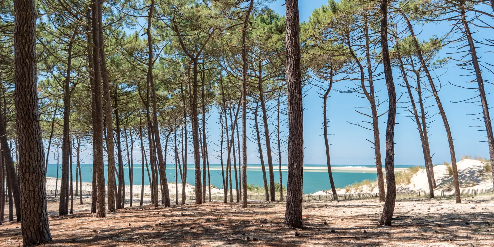 La forêt de pins au bord du bassin d’Arcachon et le banc de sable en face