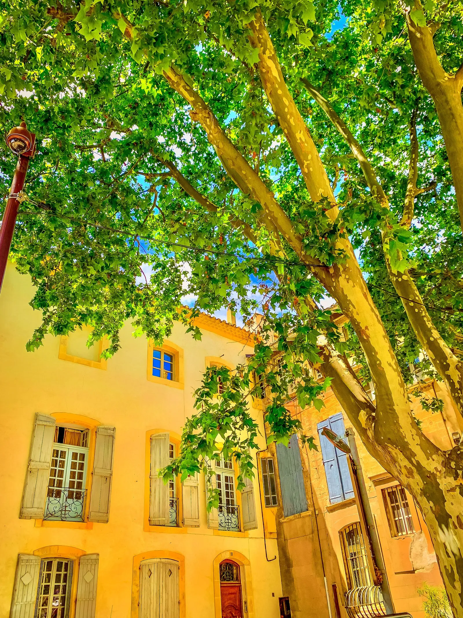 Une façade ocre sous les platanes d’une place d’Avignon