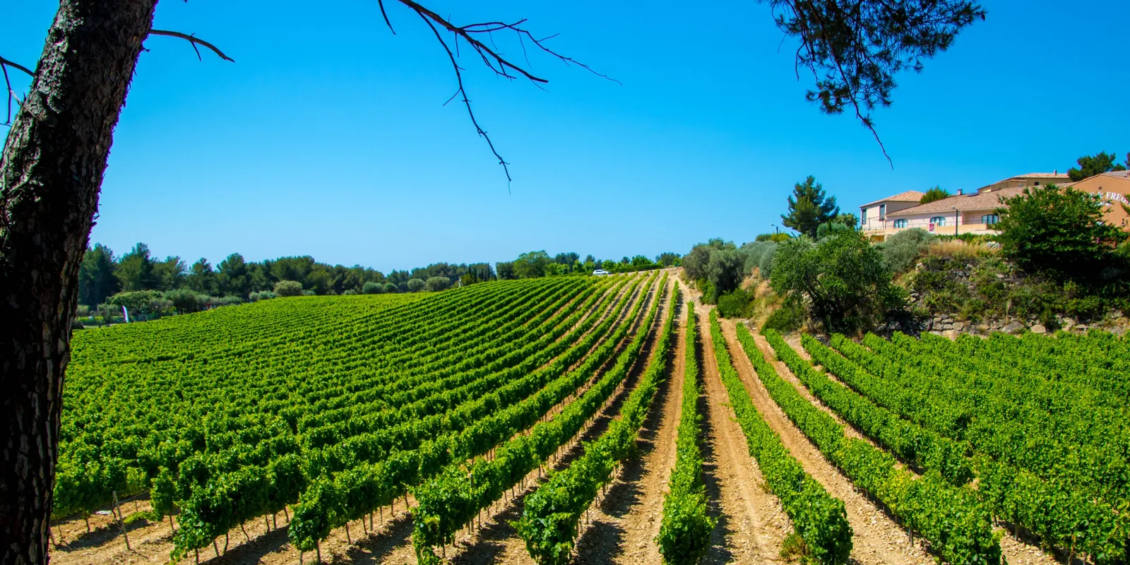The vines of the Bandol vineyard on the hillsides