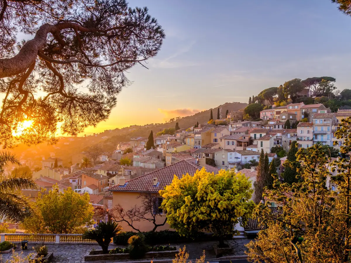 Bormes-les-Mimosas at sunset, the village rising up its hill and a mimosa in bloom beneath the pines