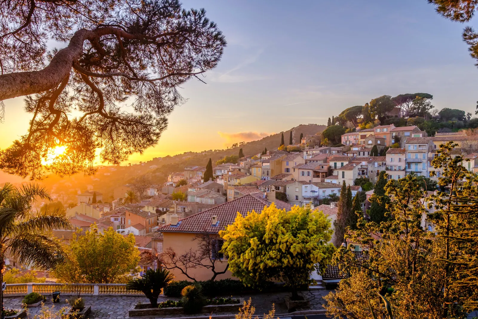 Bormes-les-Mimosas at sunset, the village rising up its hill and a mimosa in bloom beneath the pines