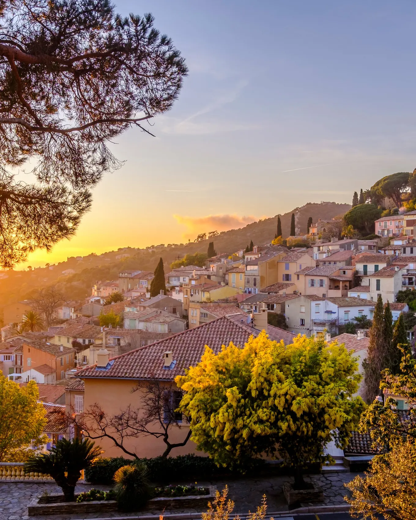 Bormes-les-Mimosas at sunset, the village rising up its hill and a mimosa in bloom beneath the pines