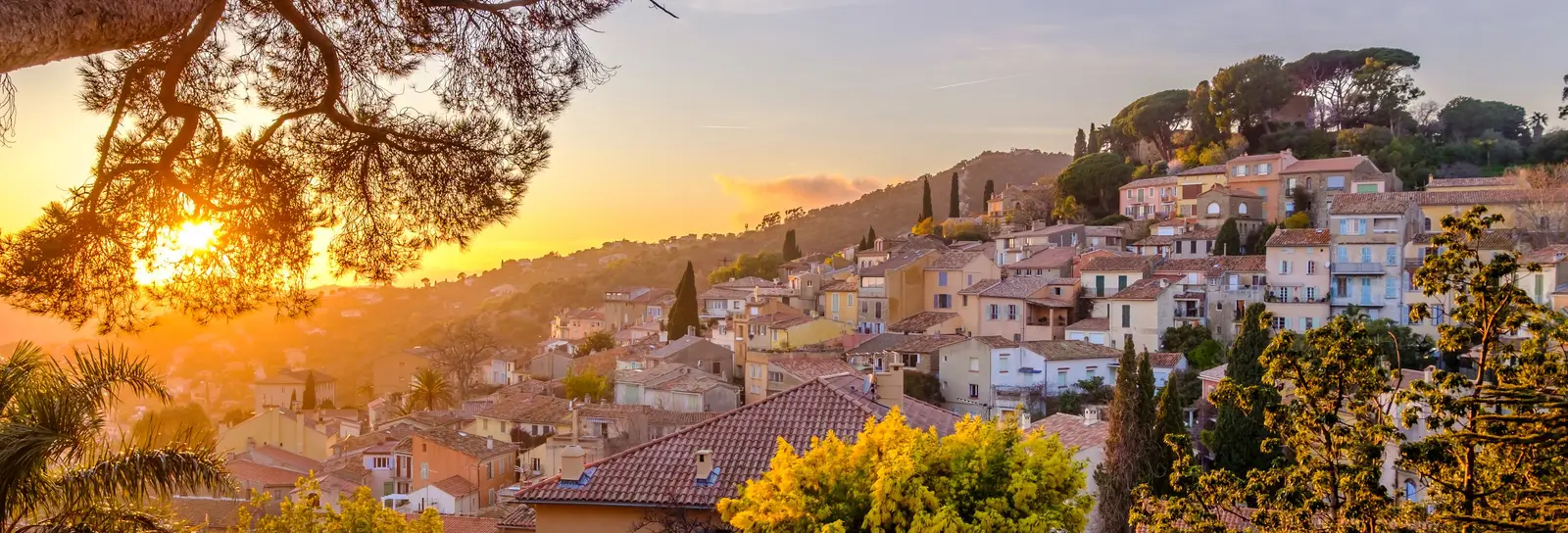 Bormes-les-Mimosas at sunset, the village rising up its hill and a mimosa in bloom beneath the pines