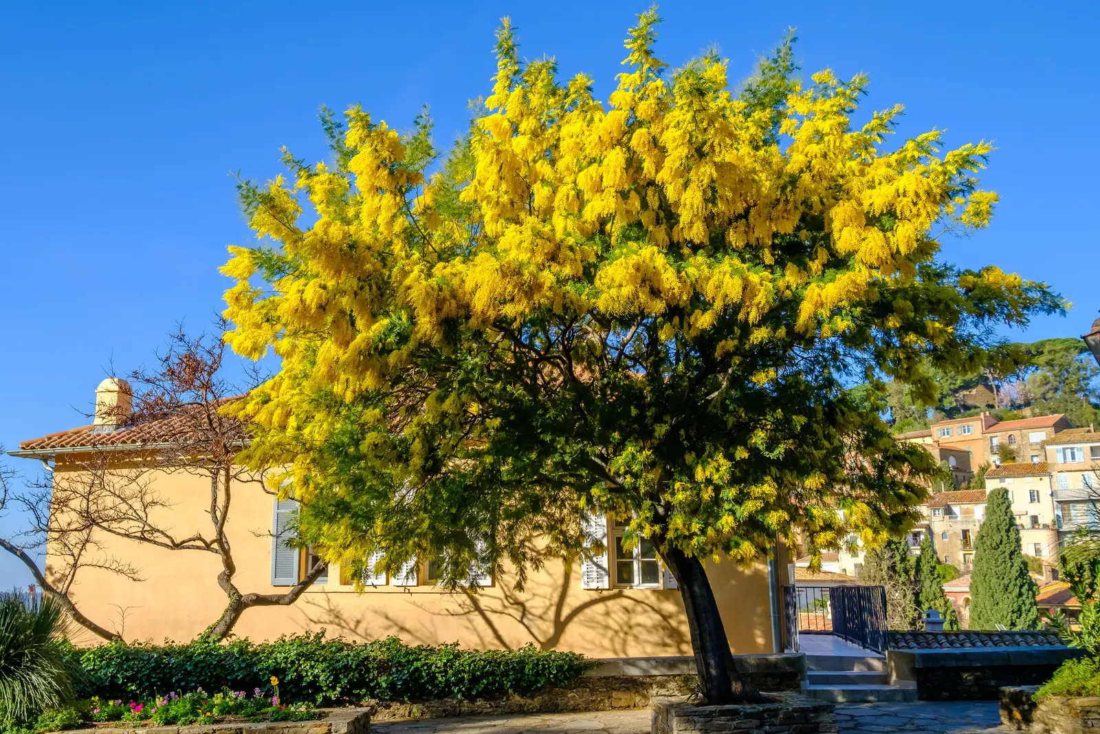 A aldeia empoleirada, uma mimosa em flor diante de uma casa e os telhados de Bormes atrás