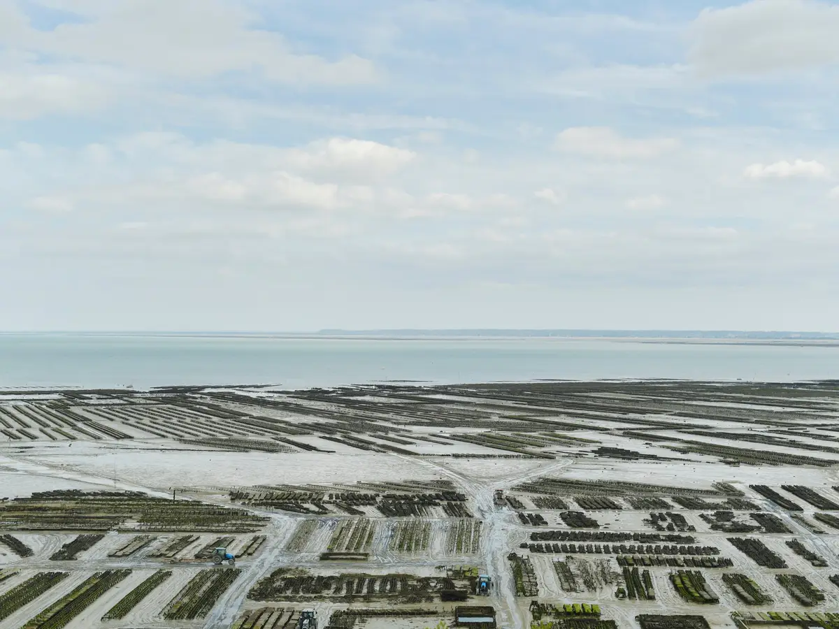 The Cancale oyster beds uncovered at low tide, the bay stretching to the horizon