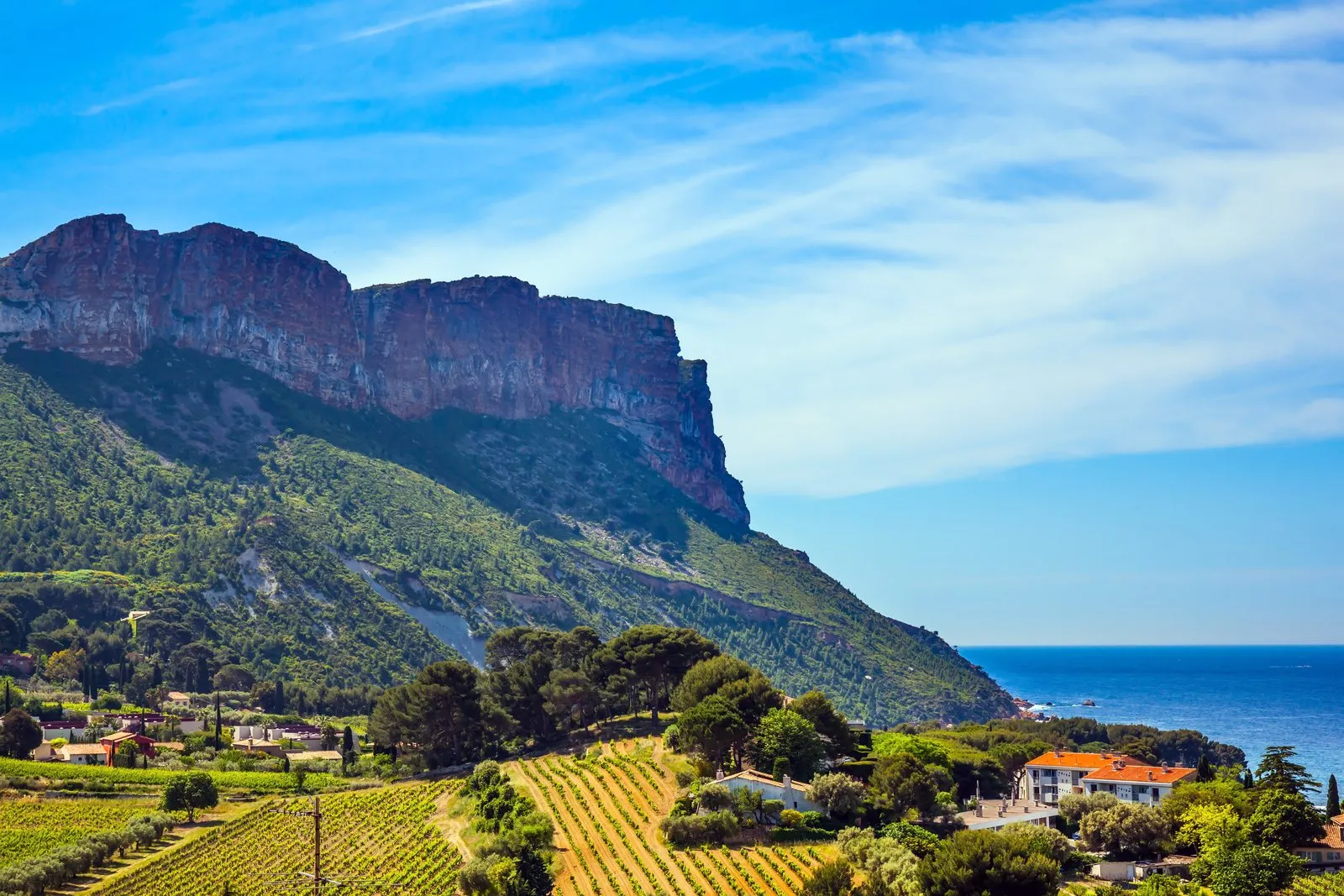 The Cassis vineyard at the foot of Cap Canaille, the sea beyond