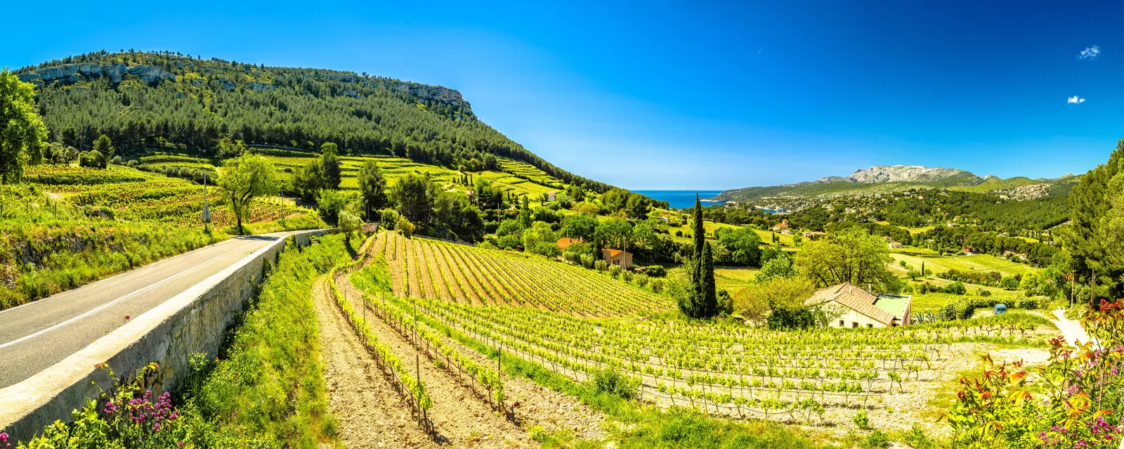 The vineyards of Cassis below the cliffs, a road and cypress trees