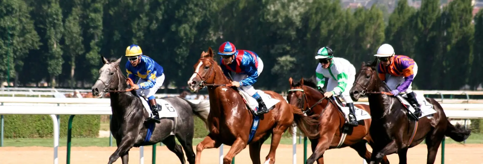 Les chevaux au galop sur la piste de l’hippodrome