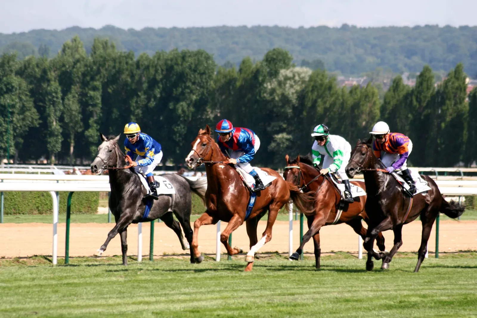 Les chevaux au galop sur la piste de l’hippodrome
