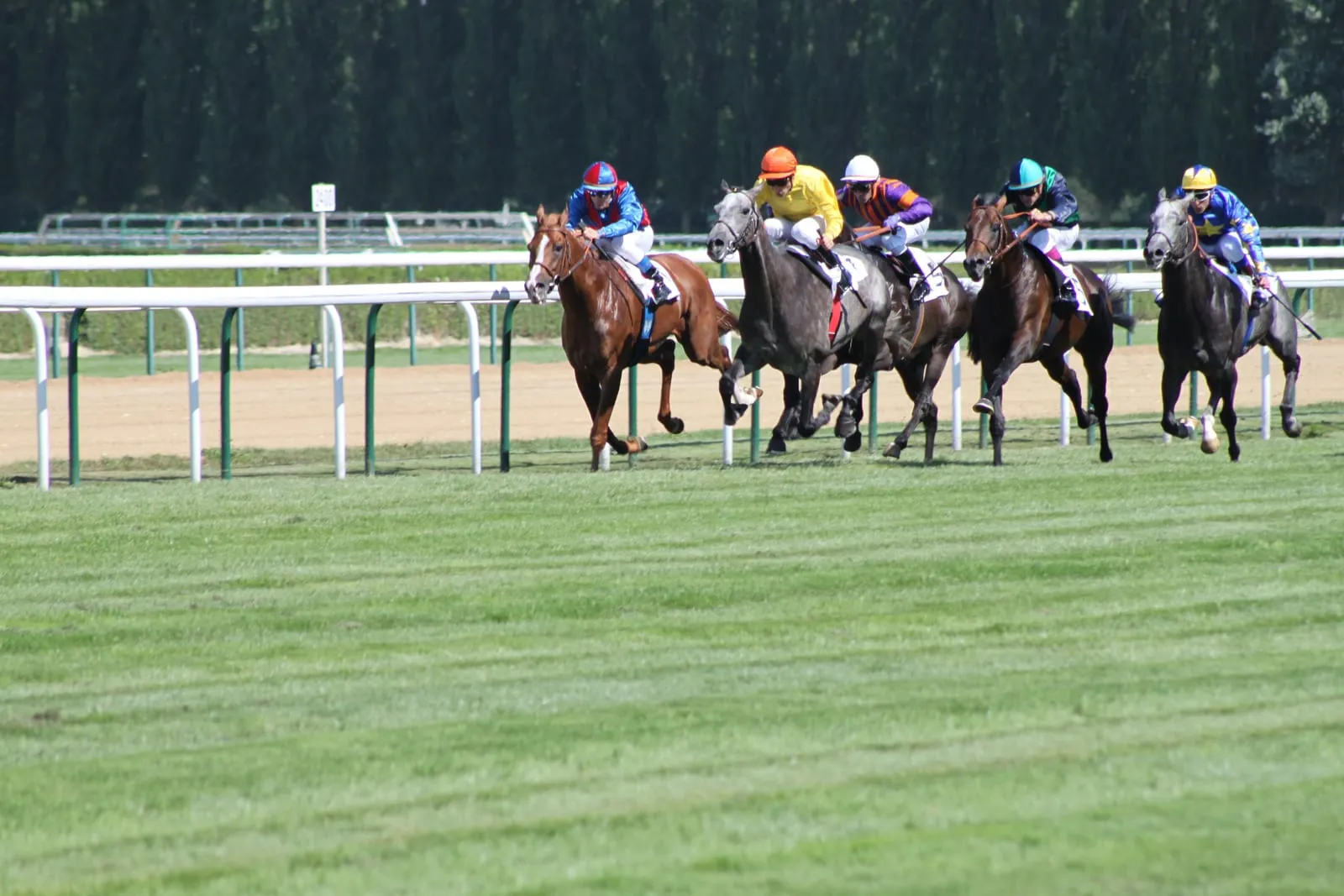 Uma corrida de cavalos no hipódromo
