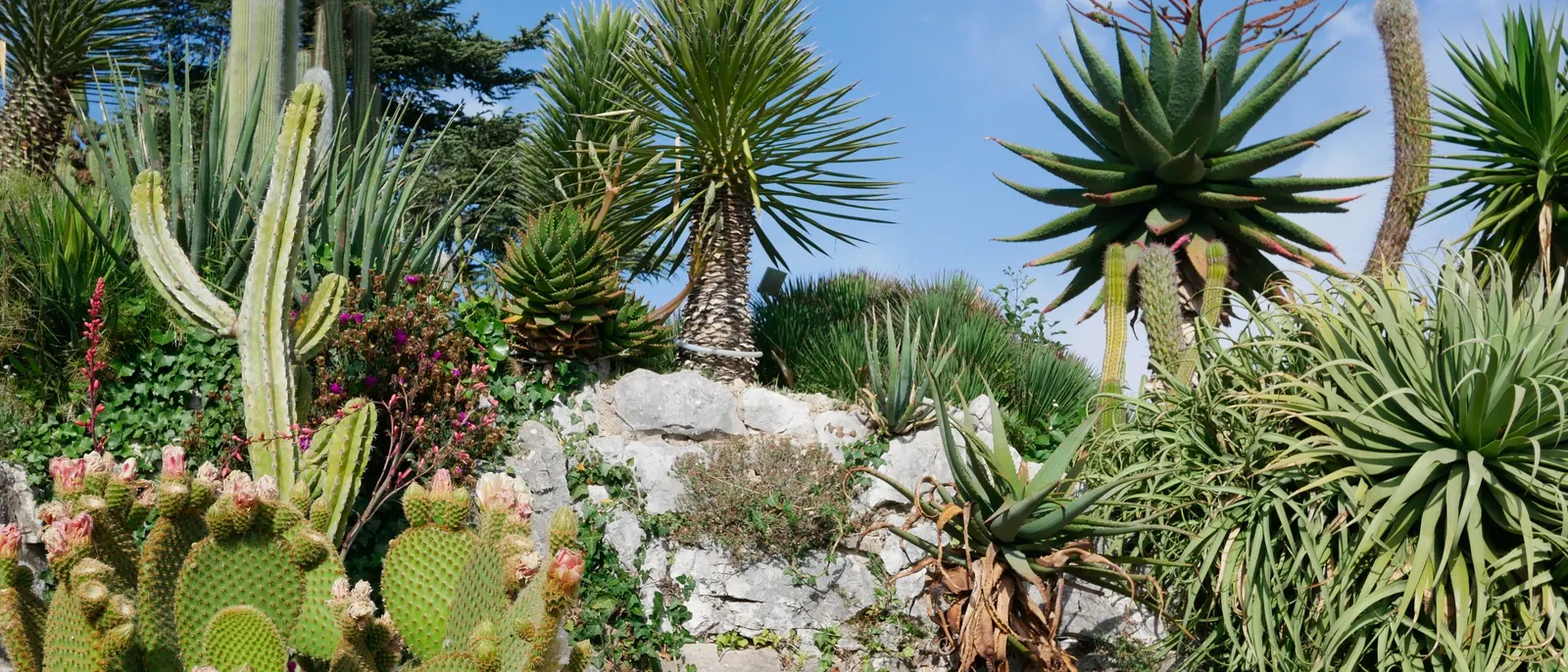 Cactus, figuiers de Barbarie et agaves du jardin exotique d’Èze sous le ciel bleu