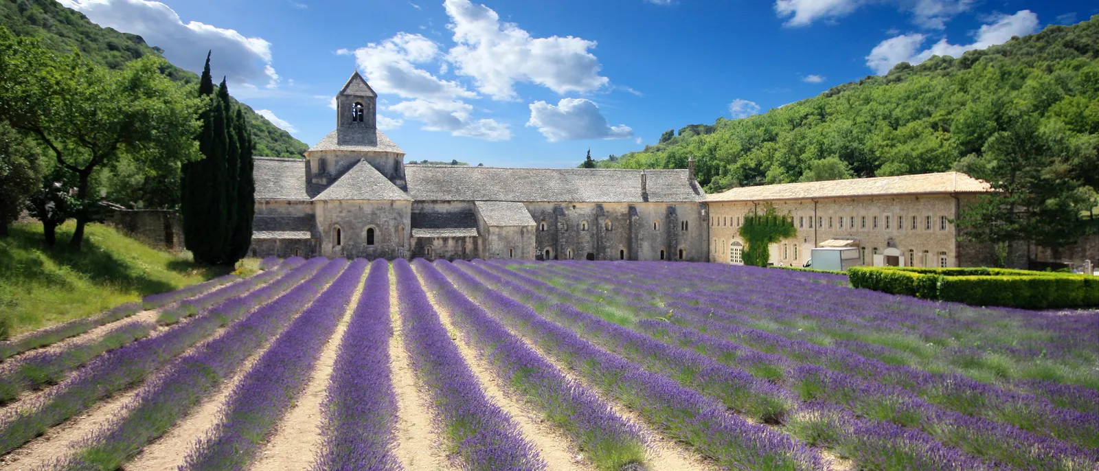 L’abbaye de Sénanque et son champ de lavande en fleur, dans son vallon boisé