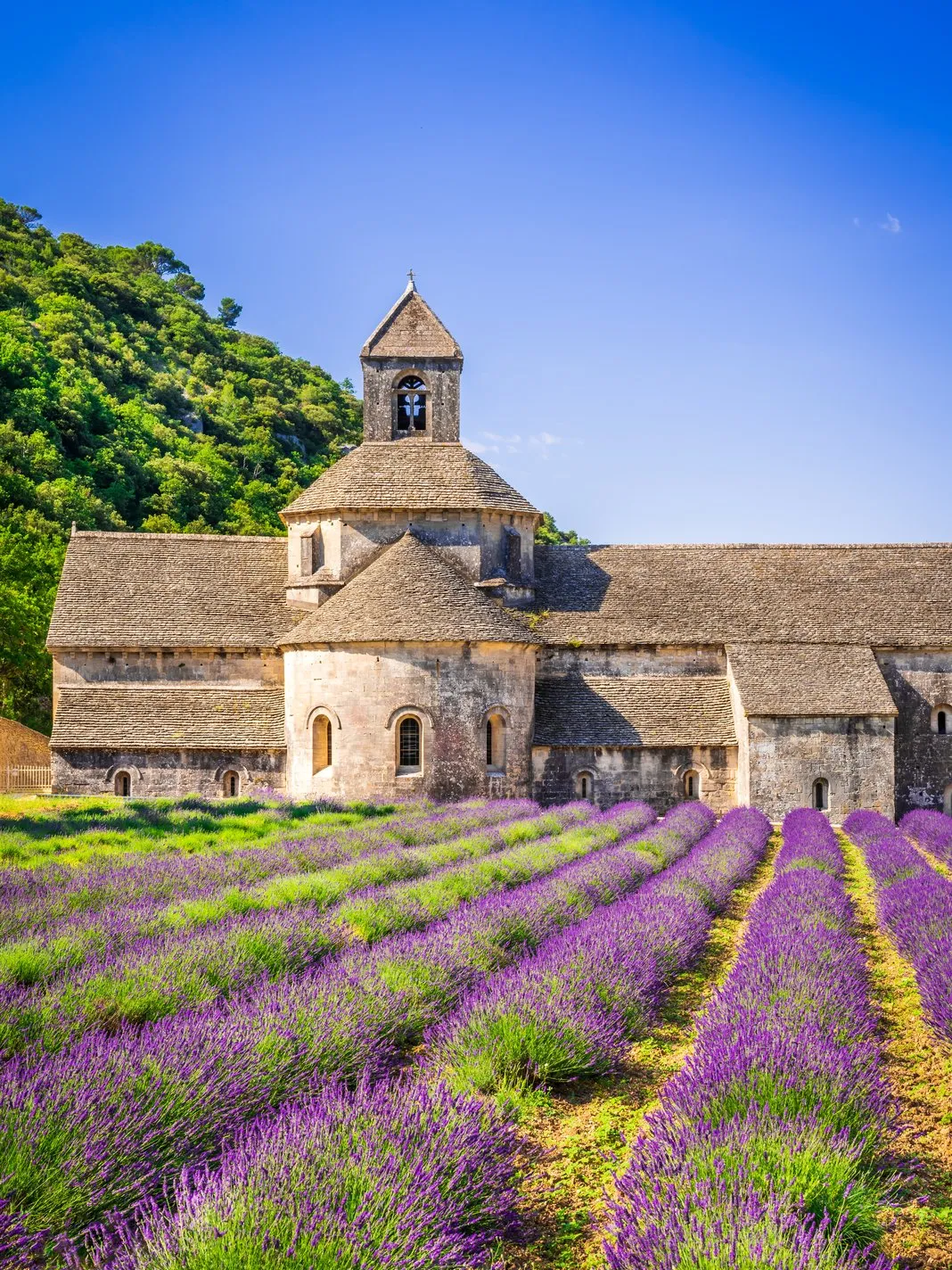 A igreja românica da abadia de Sénanque e o seu campanário, no fim das fileiras de lavanda