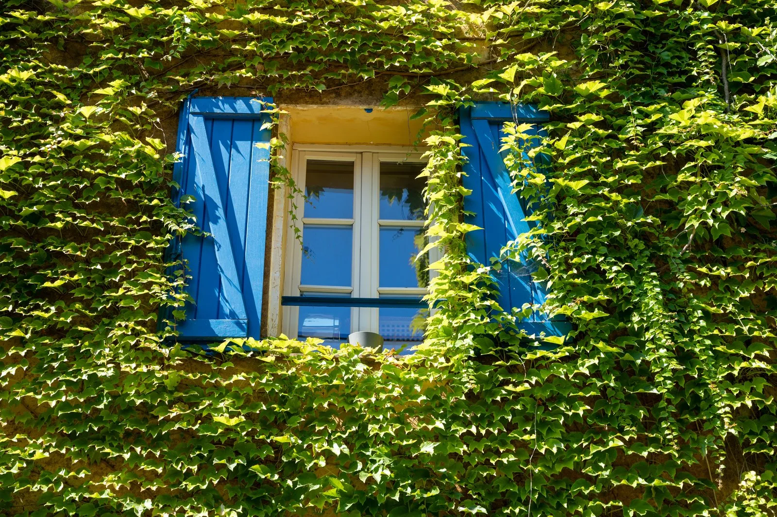 A window with blue shutters under Virginia creeper, in the old village of Grimaud