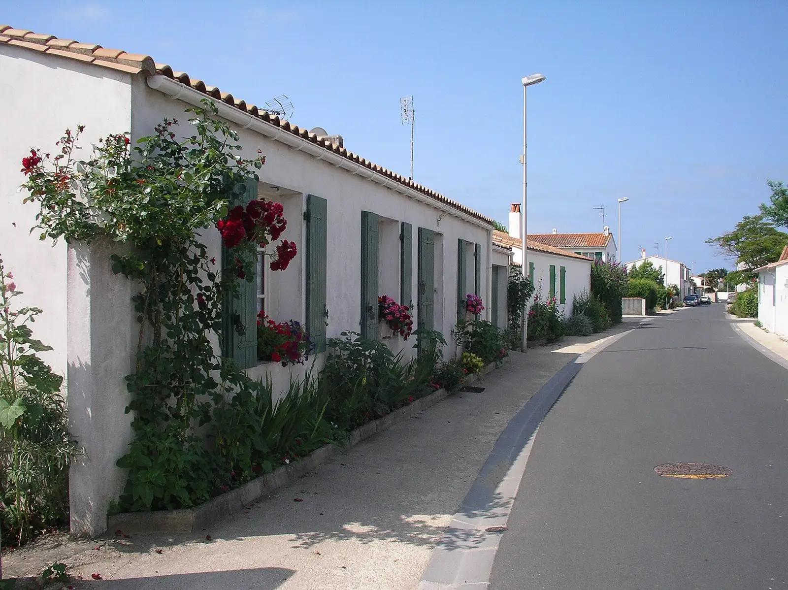 Fileira de casas brancas de persianas coloridas na île de Ré, telhas romanas e pinheiros
