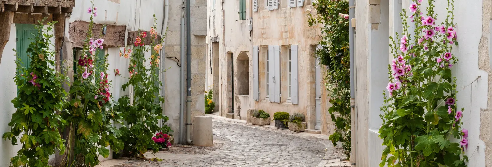 Une ruelle pavée de l’île de Ré, maisons blanches à volets verts et roses trémières