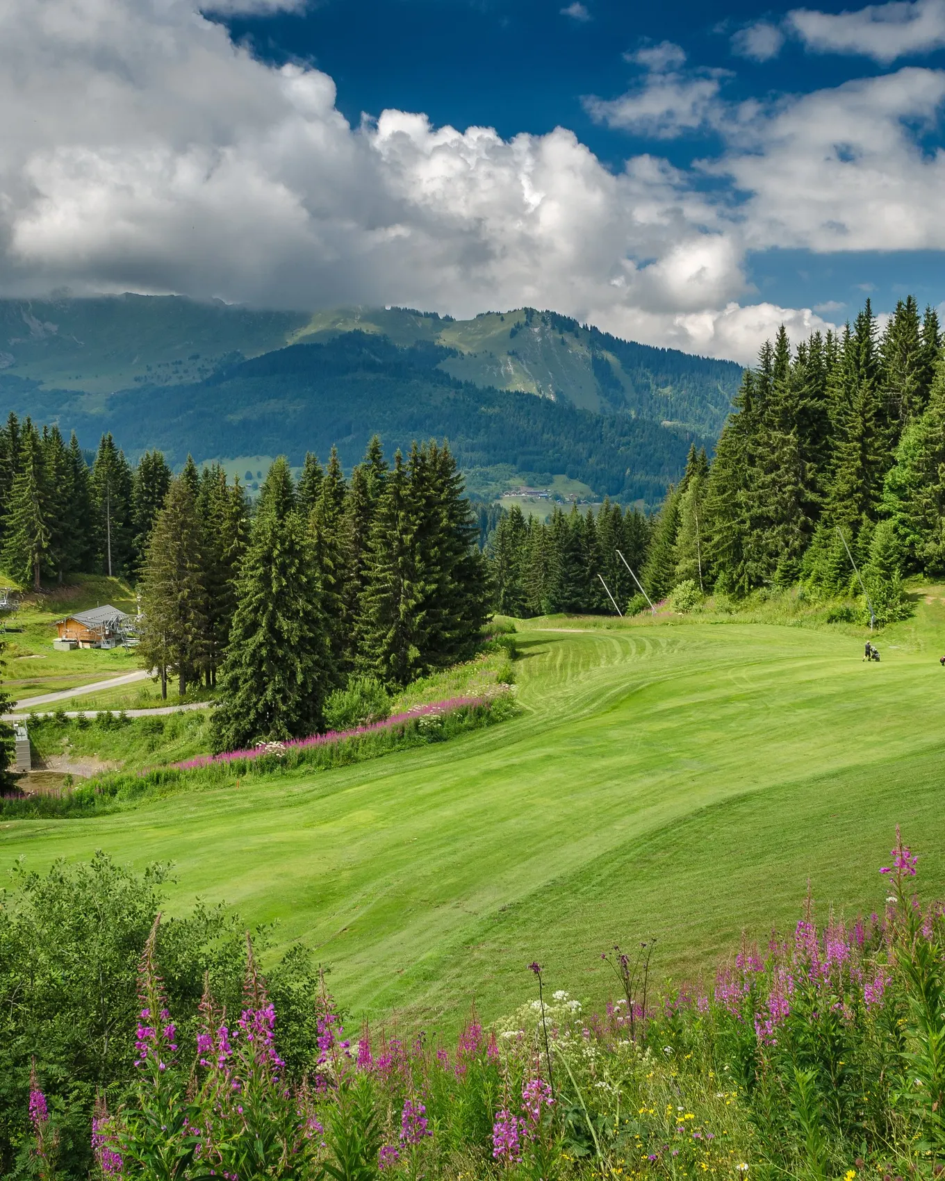 The Morzine-Avoriaz golf course in the alpine pastures, among fir trees and fireweed