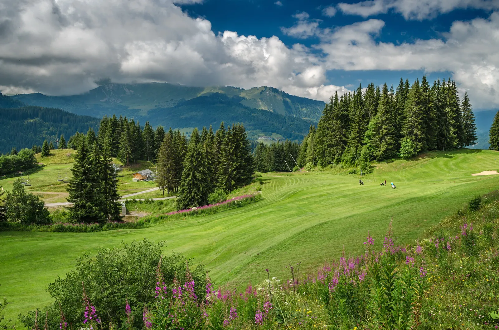 The Morzine-Avoriaz golf course in the alpine pastures, among fir trees and fireweed