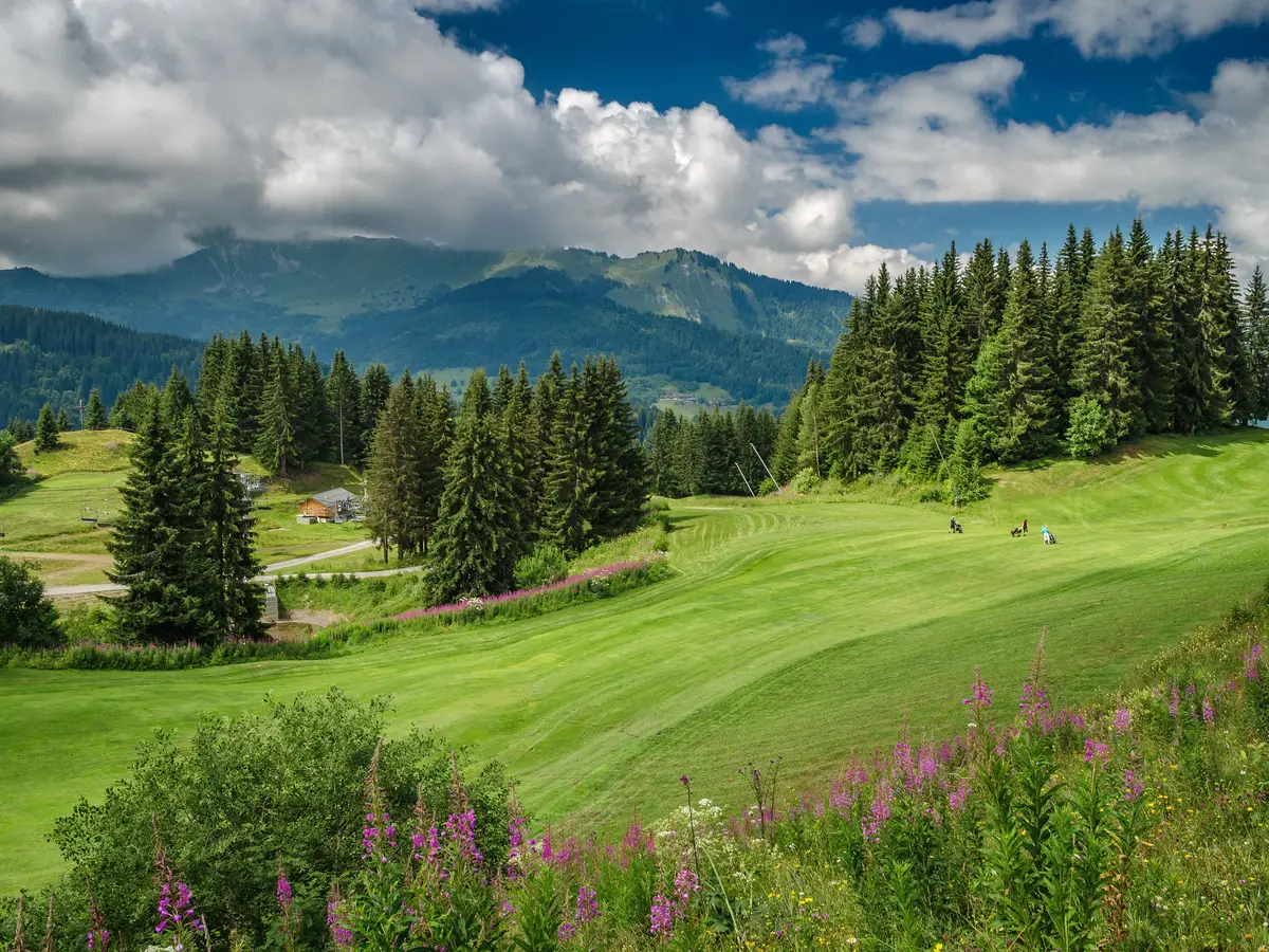 The Morzine-Avoriaz golf course in the alpine pastures, among fir trees and fireweed