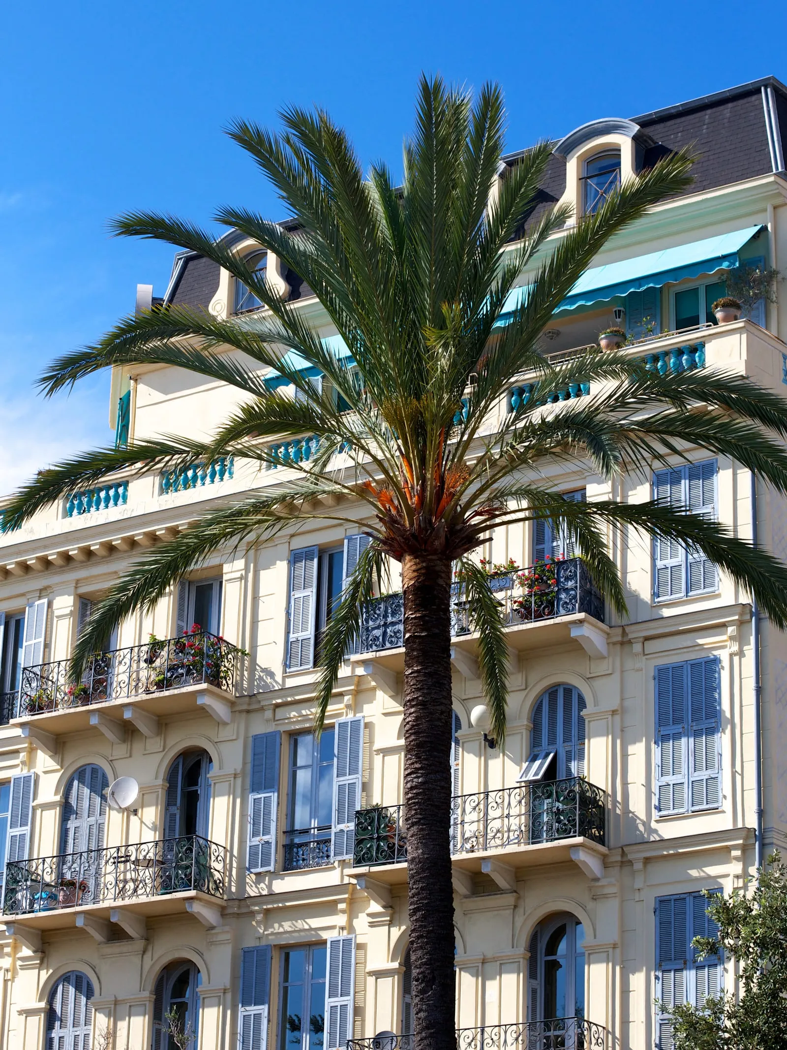Un palmier devant une façade Belle Époque blanche