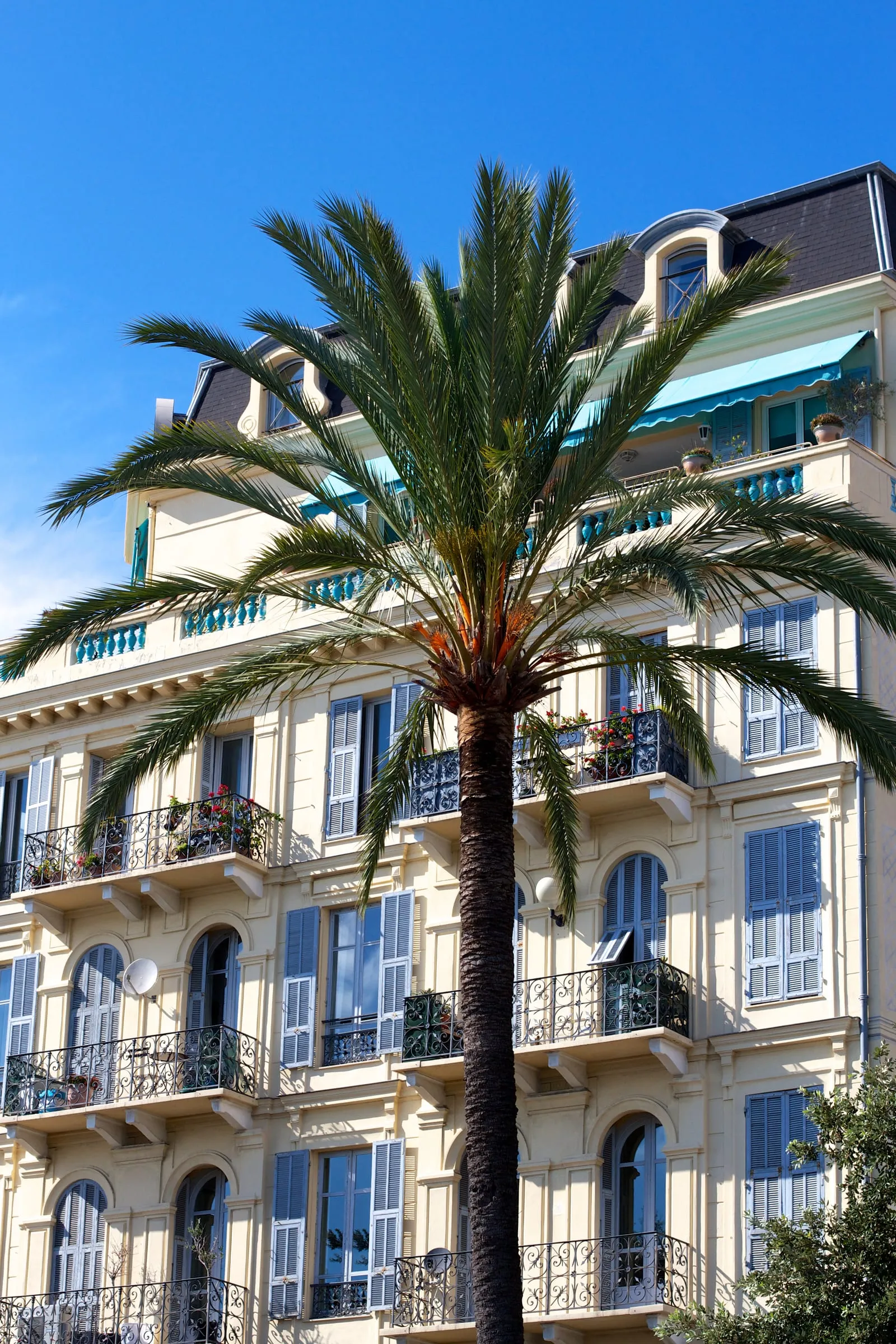 Un palmier devant une façade Belle Époque blanche