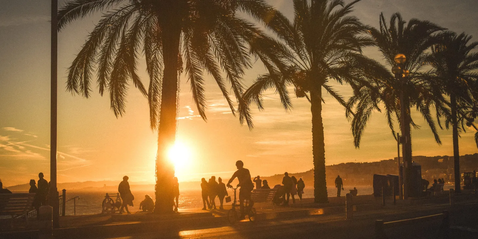 Les palmiers de la promenade au soleil couchant