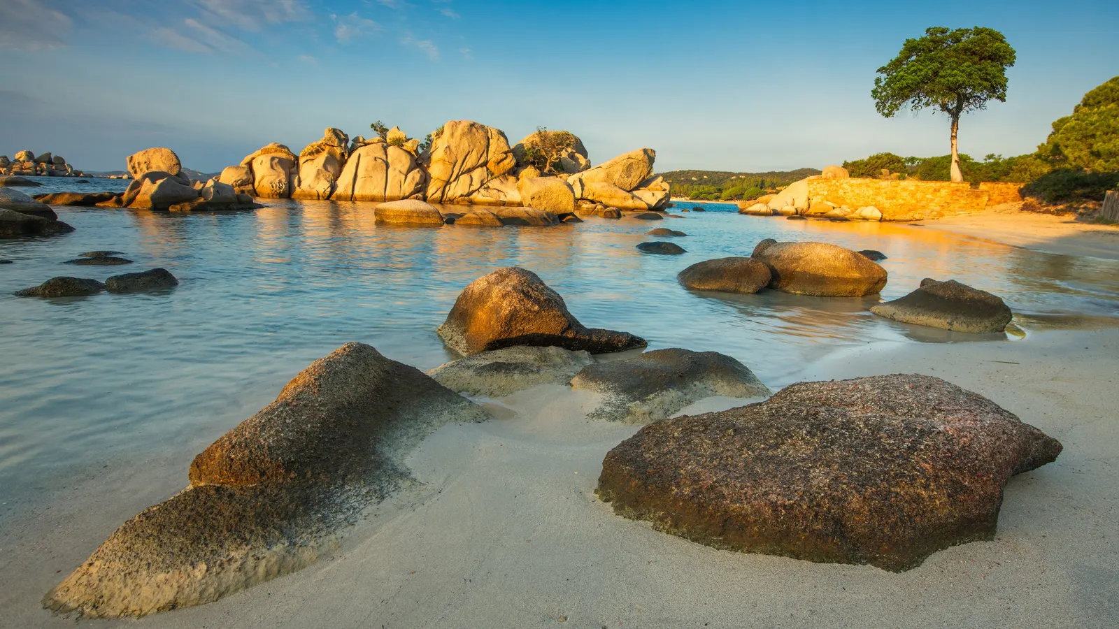 Palombaggia beach in golden light, its granite rocks and a lone pine on the dune