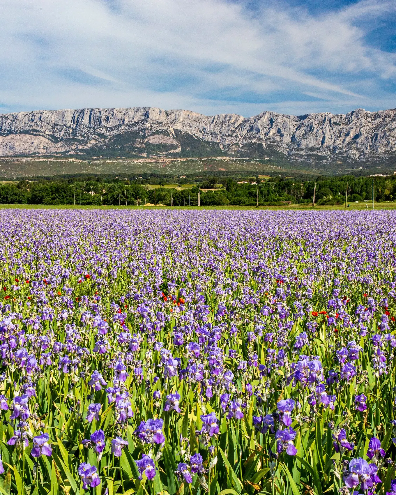 A field of irises at the foot of Mont Sainte-Victoire, in Provence