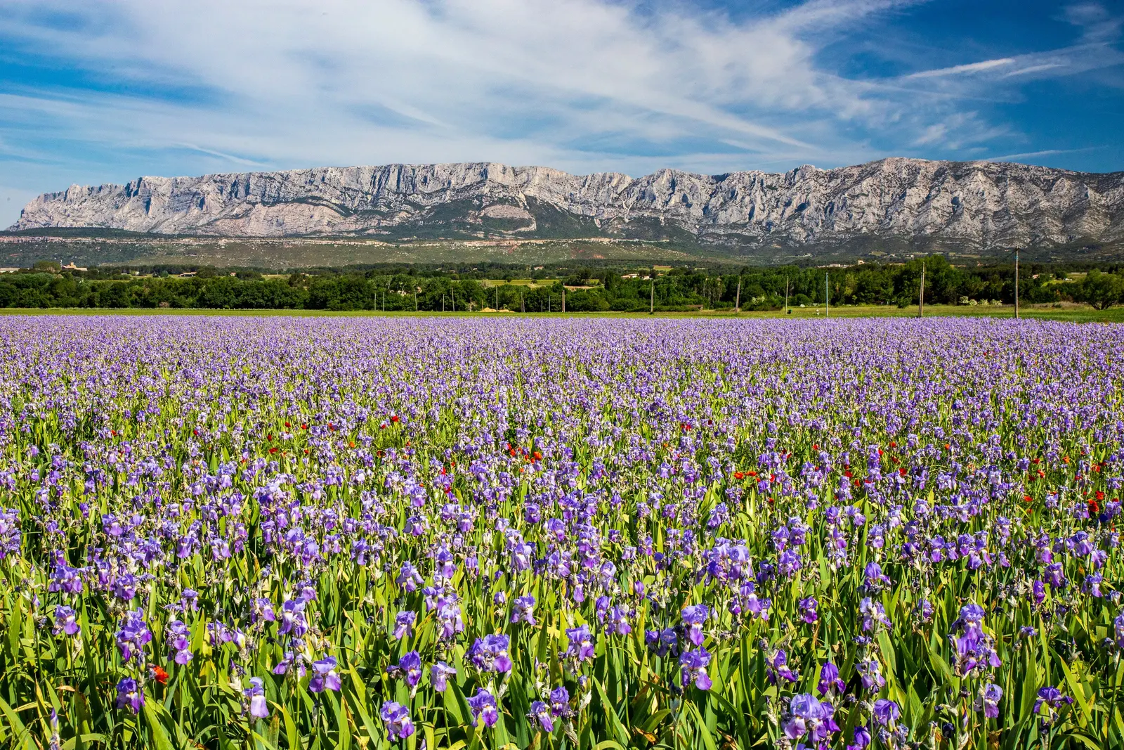 Un champ d’iris au pied de la montagne Sainte-Victoire, en Provence