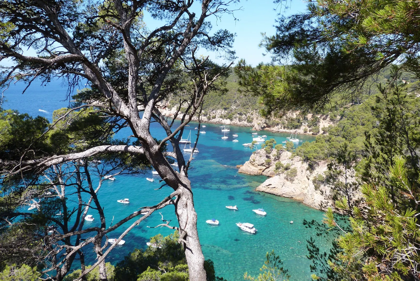 The Port d’Alon calanque in Saint-Cyr-sur-Mer and its boats at anchor, seen through the pines