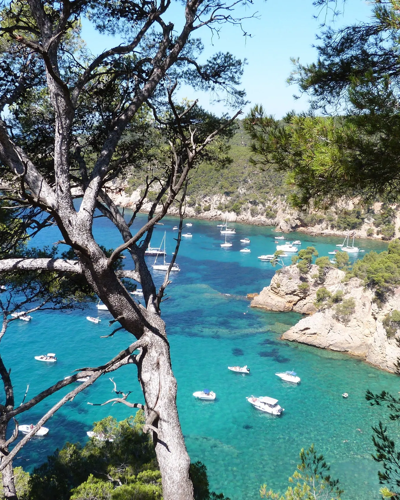 The Port d’Alon calanque in Saint-Cyr-sur-Mer and its boats at anchor, seen through the pines