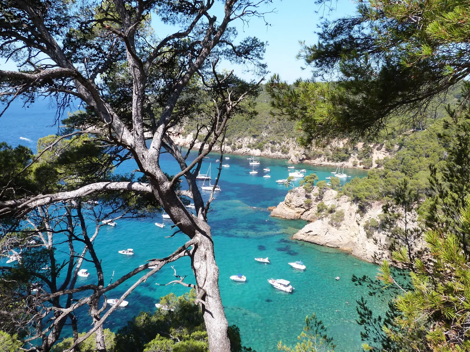 La calanque du Port d’Alon à Saint-Cyr-sur-Mer et ses bateaux au mouillage, vue à travers les pins
