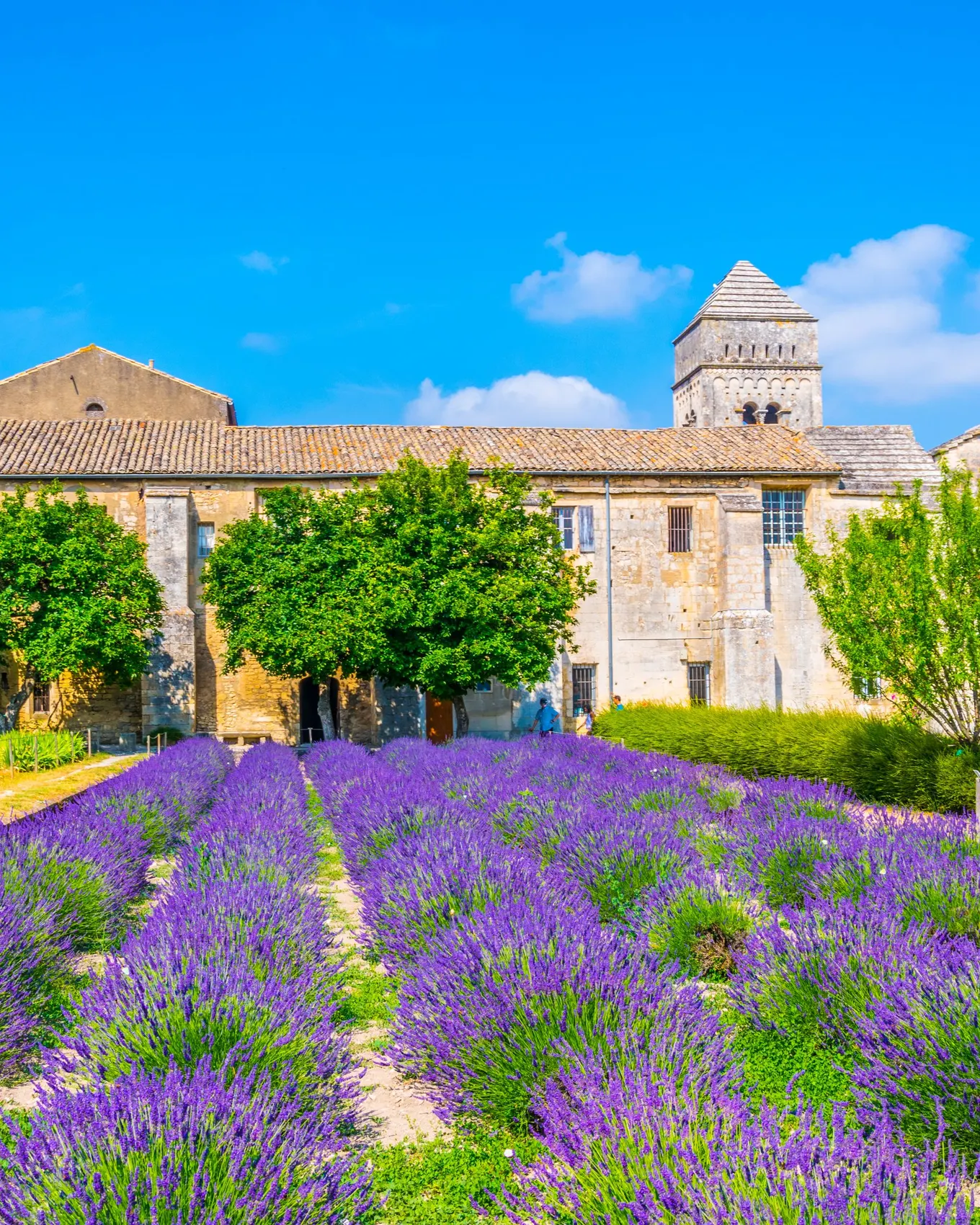 Le monastère Saint-Paul-de-Mausole à Saint-Rémy-de-Provence et son champ de lavande en fleur, sous le ciel bleu