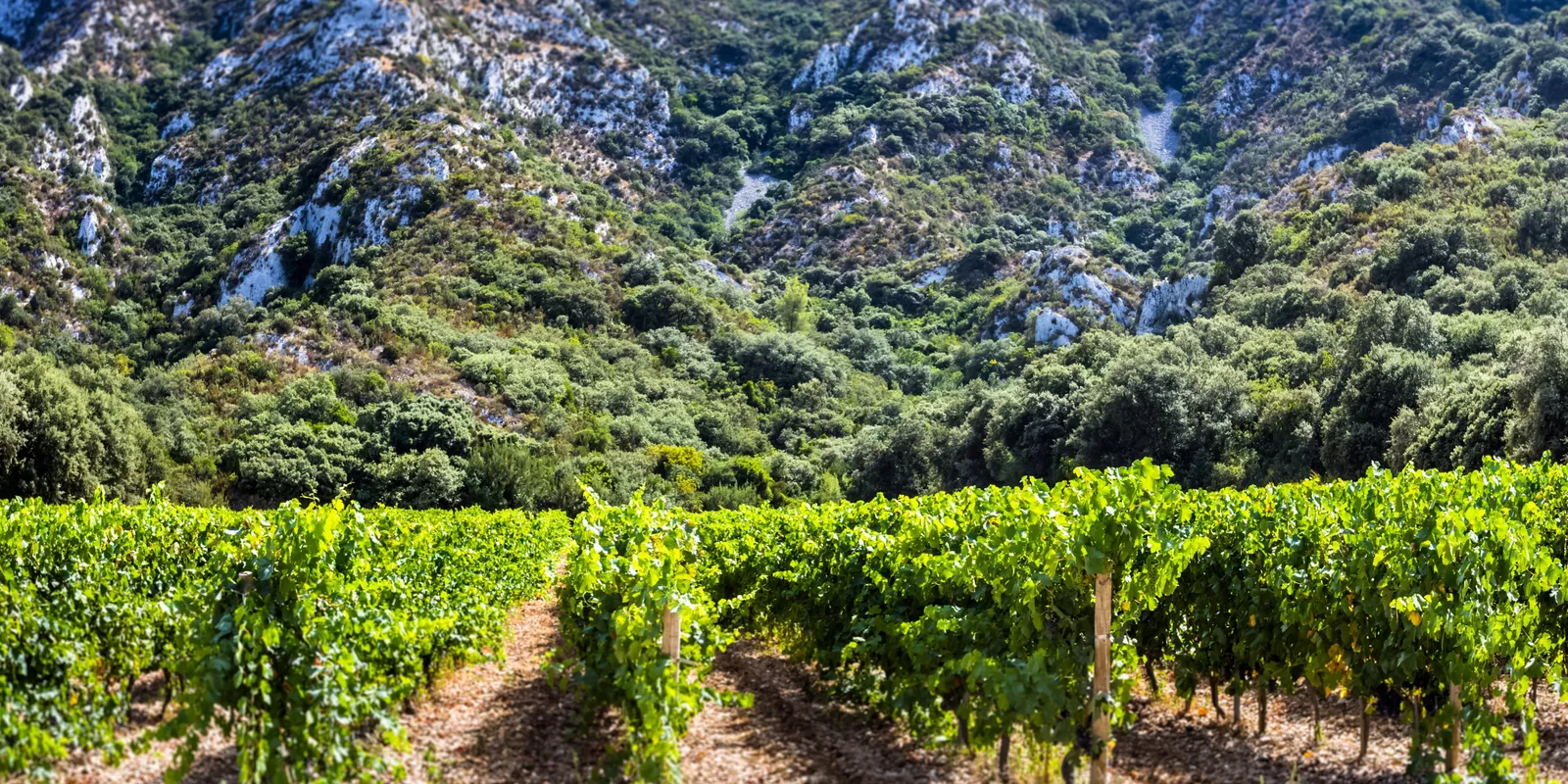 As vinhas de Saint-Rémy-de-Provence aos pés dos Alpilles, as suas filas verdes diante das cristas calcárias