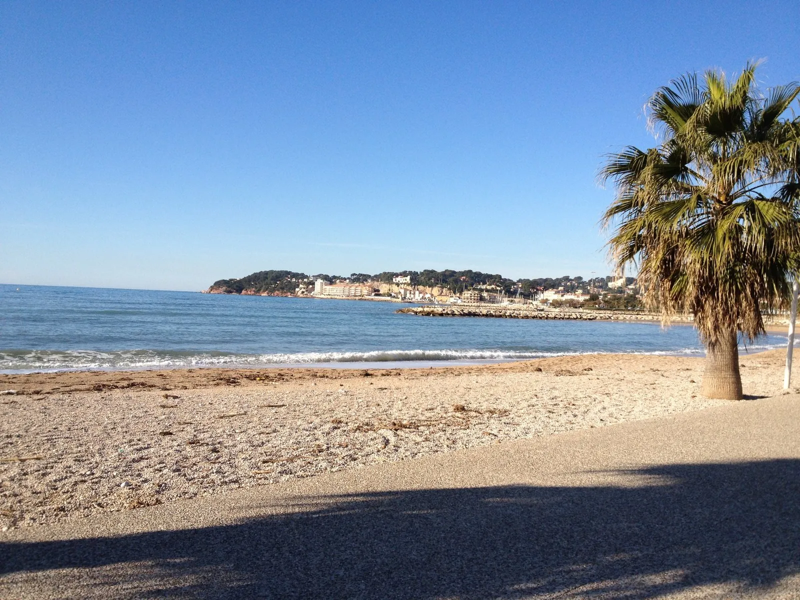 Une plage de Sanary-sur-Mer, son palmier et la pointe au loin