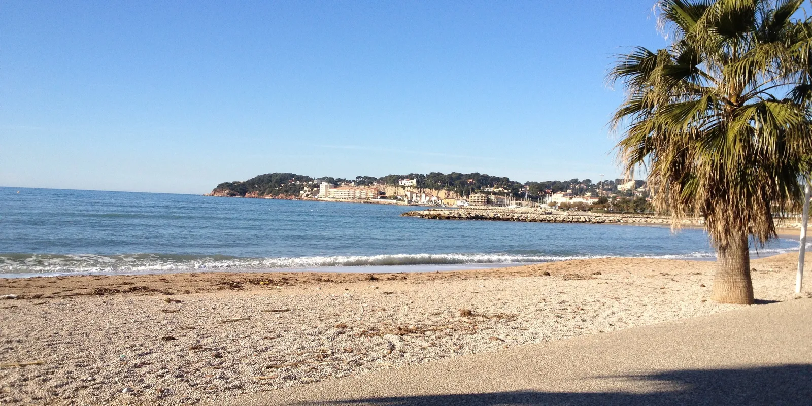 Une plage de Sanary-sur-Mer, son palmier et la pointe au loin