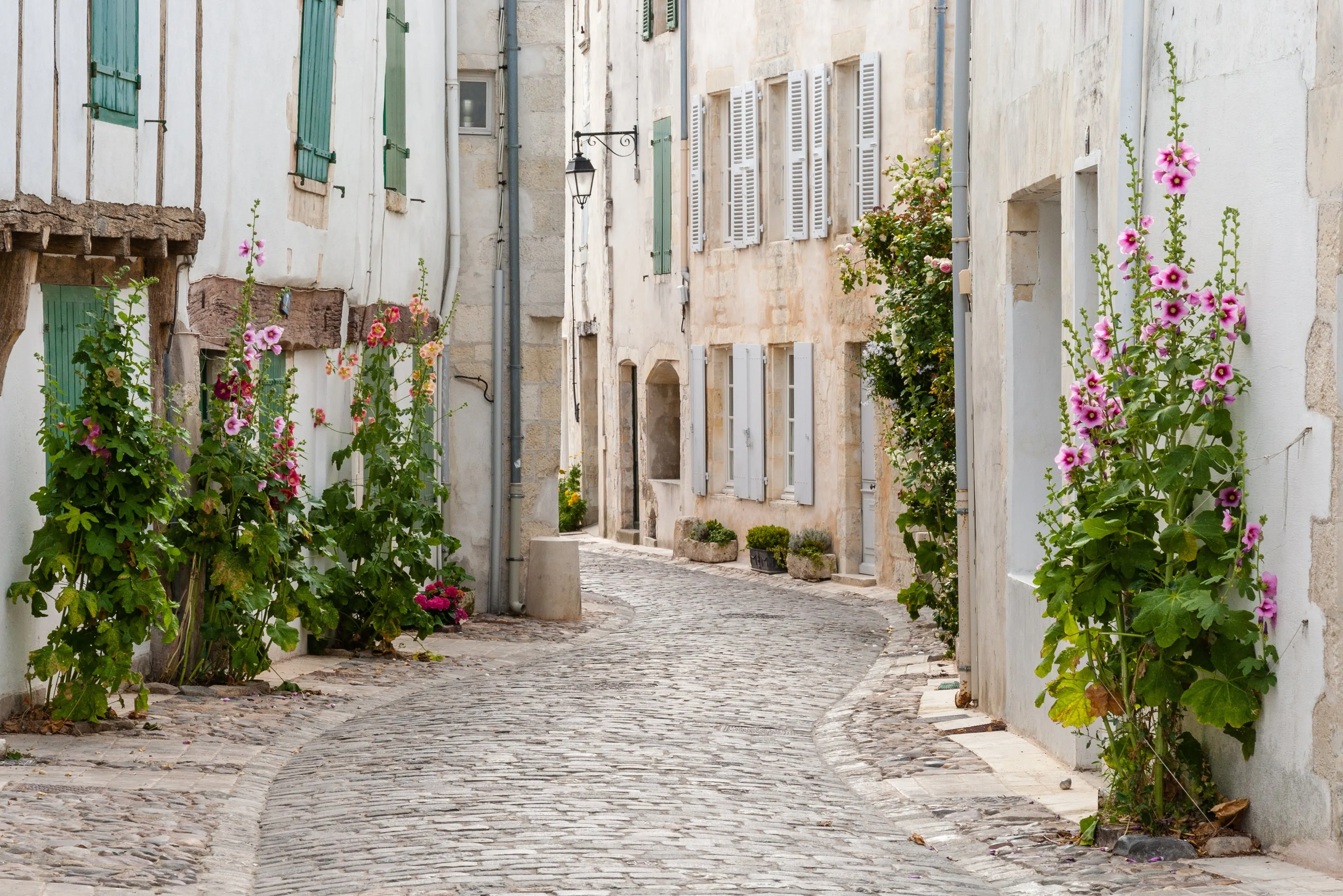 Une ruelle pavée de l’île de Ré, maisons blanches à volets verts et roses trémières