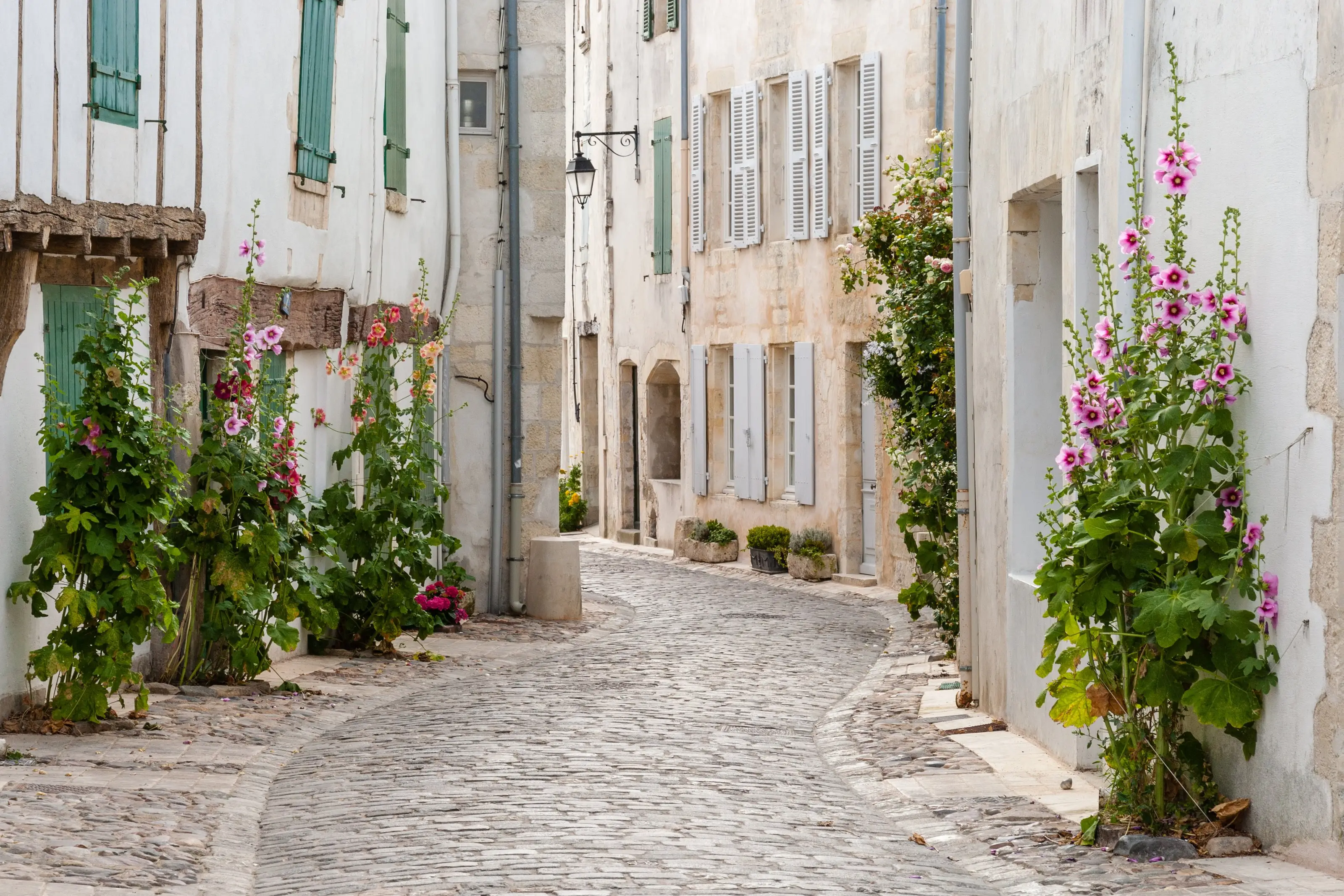 Une ruelle pavée de l’île de Ré, maisons blanches à volets verts et roses trémières